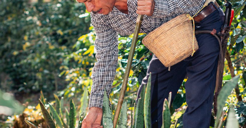 Beginner Routes - A farmer harvesting sierra plants in Xicotepec de Juárez, Mexico, surrounded by foliage.