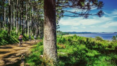 Wildlife Cycling - Cyclists enjoy a sunny ride along a forested coastal trail.