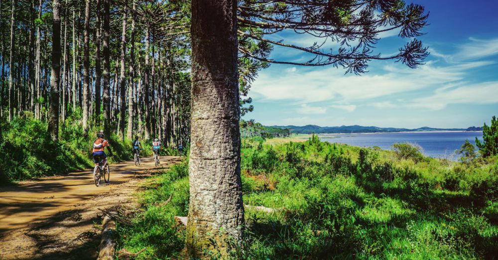 Wildlife Cycling - Cyclists enjoy a sunny ride along a forested coastal trail.