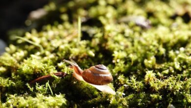 Slow Cooker - A small brown snail slowly crawls across lush green moss in a sunlit scene.