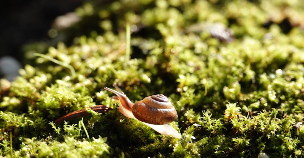 Slow Cooker - A small brown snail slowly crawls across lush green moss in a sunlit scene.