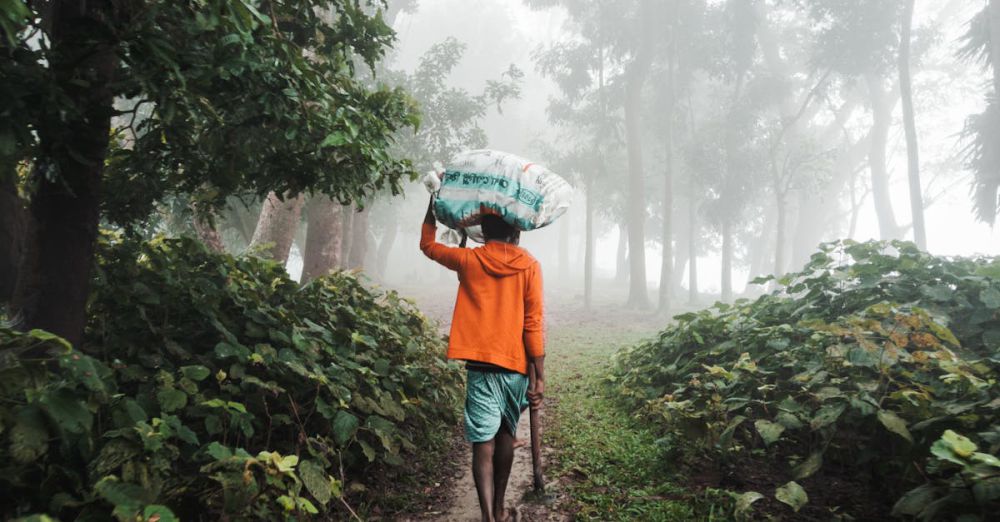 Canoe Carrying - A man walks through a misty forest in Bangladesh, carrying a bag on his head, surrounded by lush greenery.