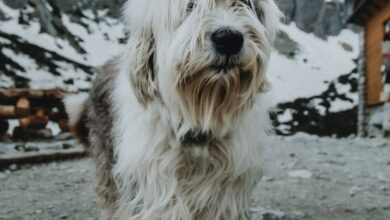 Winter Hiking - Mountain dog