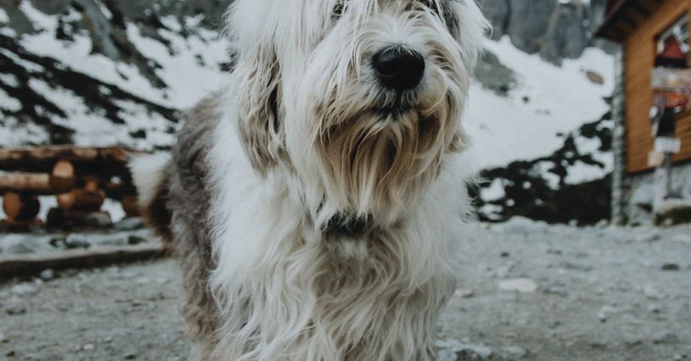 Winter Hiking - Mountain dog