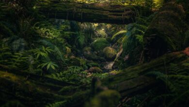 BC Trails - A lush, green forest scene with moss-covered logs and ferns in BC, Canada.