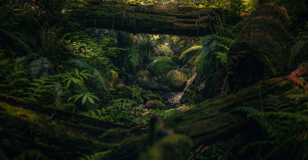 BC Trails - A lush, green forest scene with moss-covered logs and ferns in BC, Canada.