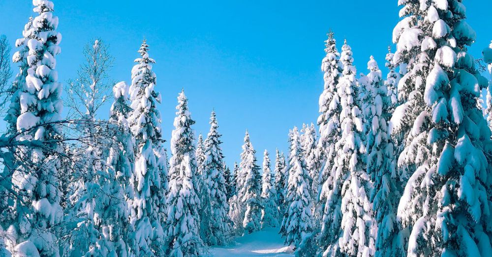 Snowshoeing In Weather - Scenic winter landscape with snow-laden pine trees under a clear blue sky in Norway.