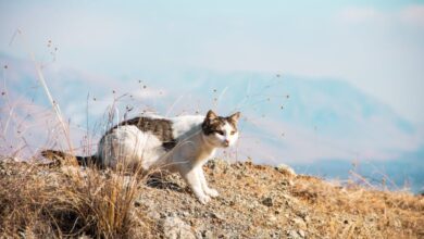 Wildlife Climbing - A domestic cat exploring dry, rocky terrain with a scenic mountain background in Türkiye.