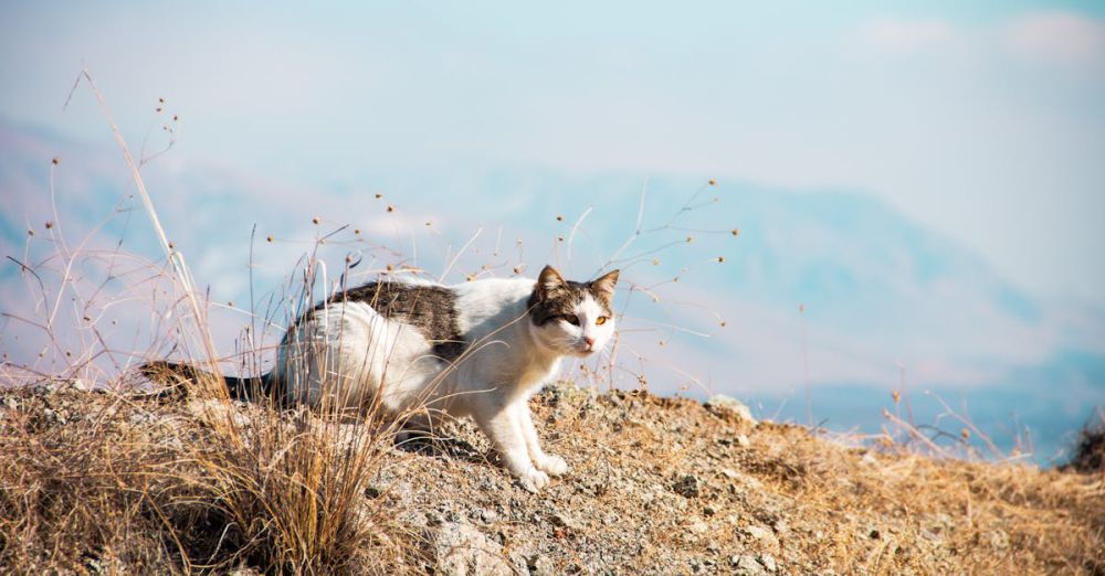 Wildlife Climbing - A domestic cat exploring dry, rocky terrain with a scenic mountain background in Türkiye.