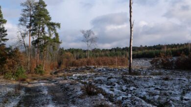 Adventure Hiking - Scenic winter forest landscape with snow-covered ground and towering trees under cloudy sky.