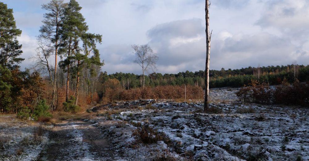 Adventure Hiking - Scenic winter forest landscape with snow-covered ground and towering trees under cloudy sky.