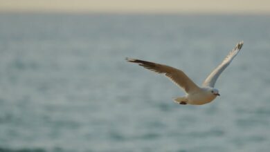 Wildlife Surfing - A seagull gracefully soars above a beach in Sydney with surfers in the ocean at sunset.