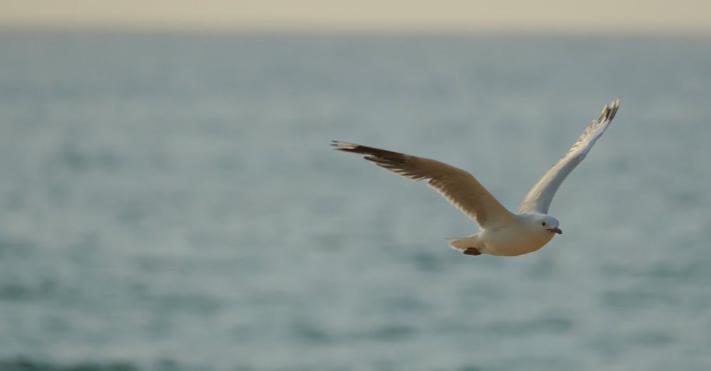 Wildlife Surfing - A seagull gracefully soars above a beach in Sydney with surfers in the ocean at sunset.