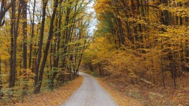 Fall Hikes - Discover the tranquility of a quiet forest path in autumn, surrounded by vibrant fall foliage.