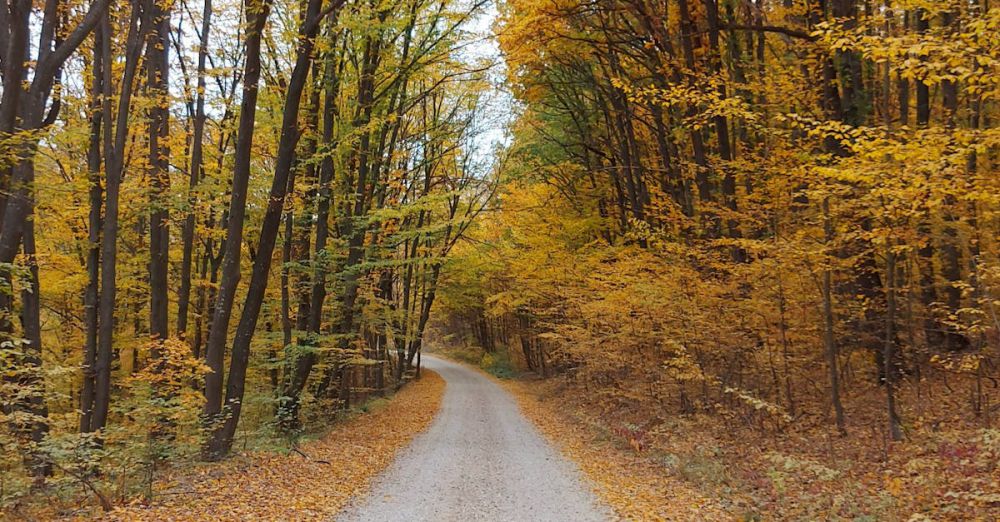 Fall Hikes - Discover the tranquility of a quiet forest path in autumn, surrounded by vibrant fall foliage.