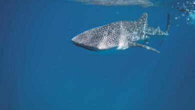 Wildlife Viewing - Whale shark swimming under crystal clear water of ocean near surface under sunlights