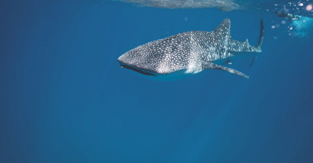 Wildlife Viewing - Whale shark swimming under crystal clear water of ocean near surface under sunlights