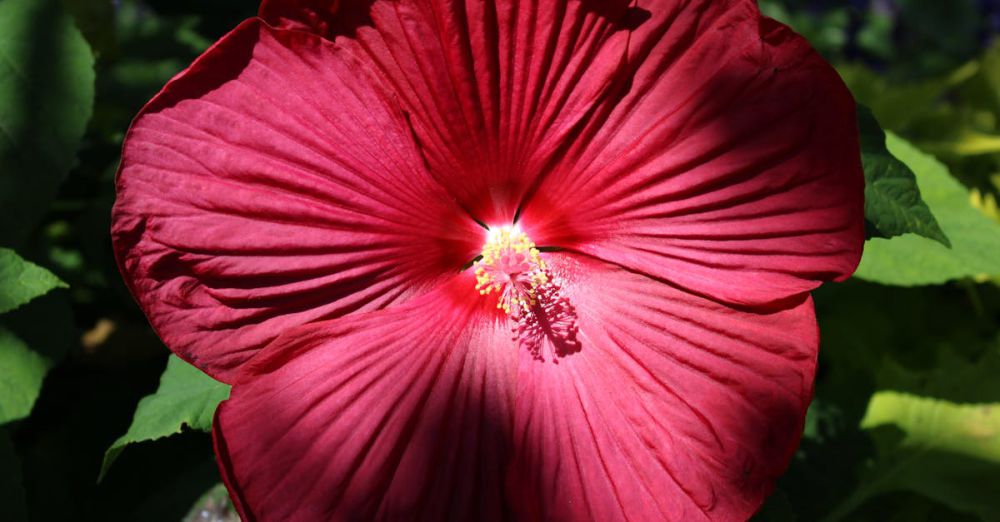 Ontario Foliage - Rosetta MaClain Gardens