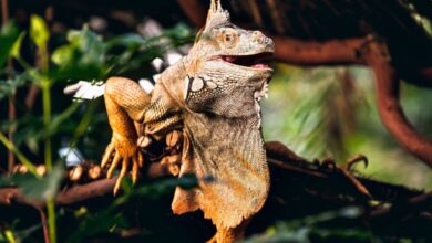 BC Foliage - Close-up of a colorful iguana perched among lush foliage in Victoria, BC.