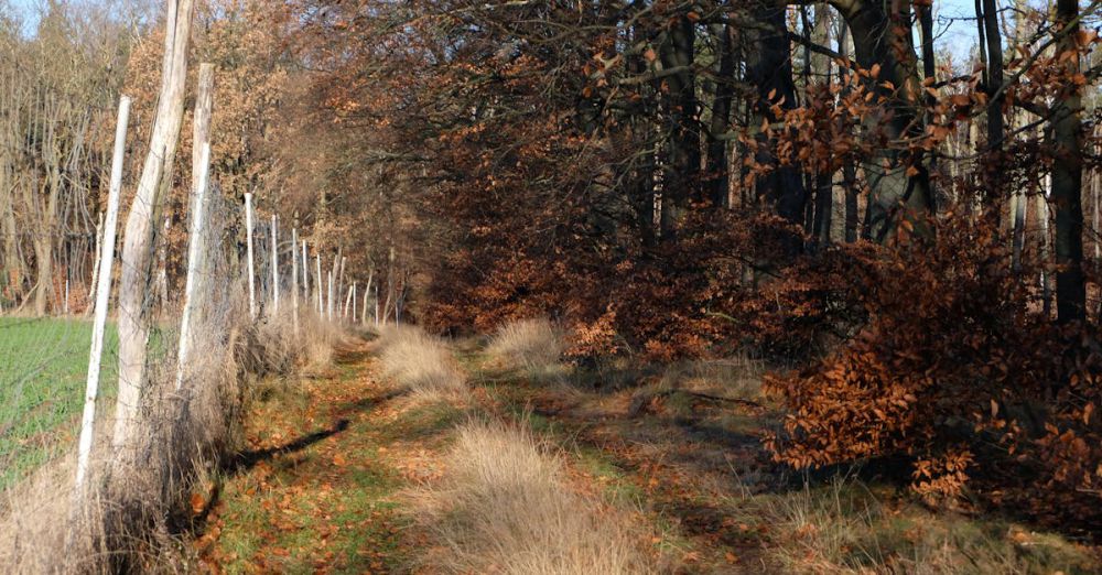 Relaxing Foliage - A scenic autumn path in a forest with dry leaves and a wooden fence under bright daylight.