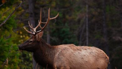 Canadian Rockies - A majestic elk with large antlers stands in a tranquil forest clearing.