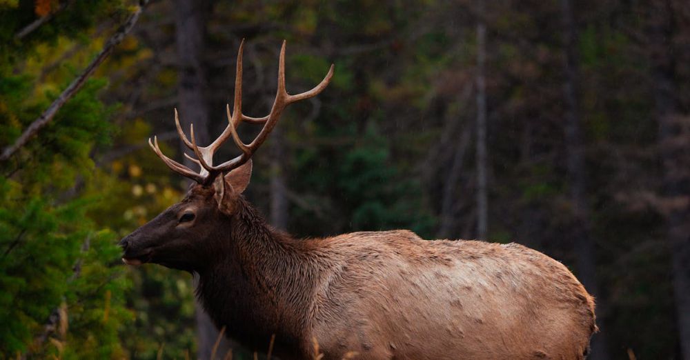 Canadian Rockies - A majestic elk with large antlers stands in a tranquil forest clearing.