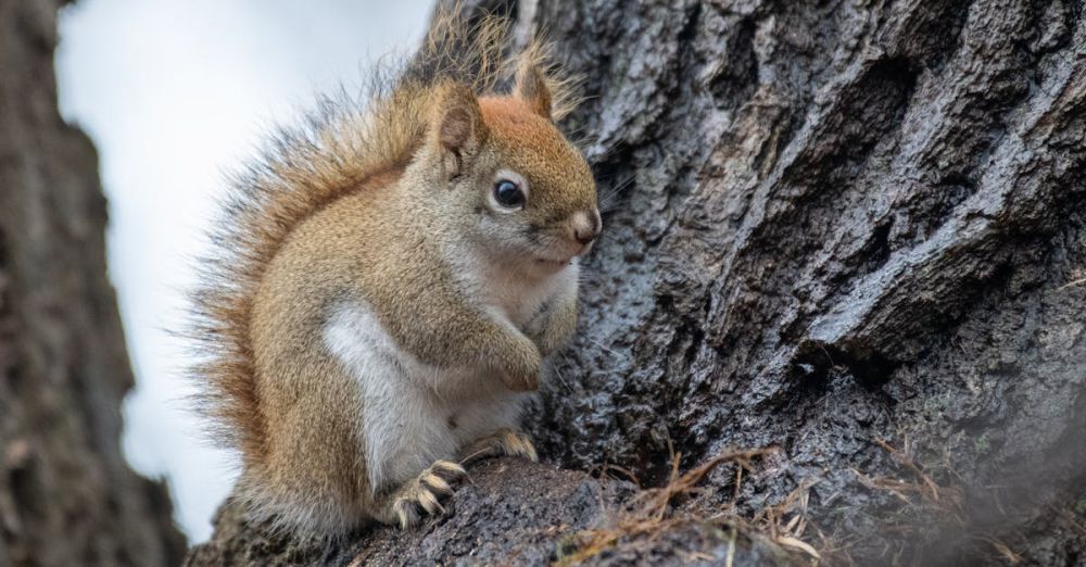 Wildlife Climbing - Free stock photo of forest, red squirrel, rodent