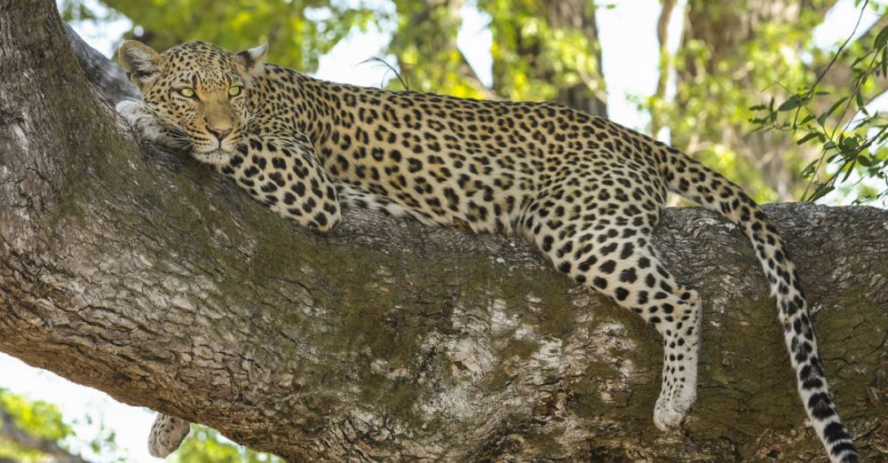 Beautiful Spots - A serene leopard lounging on a tree branch in the wilderness, capturing nature's elegance.