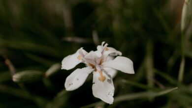 Botanical Gardens - Detailed shot of a white iris flower with lush green foliage.