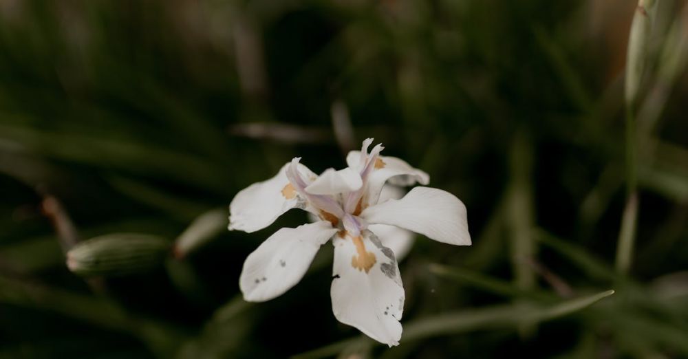 Botanical Gardens - Detailed shot of a white iris flower with lush green foliage.