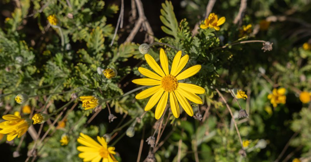 Plant Lovers - Bright yellow flowers in a lush garden setting, capturing nature's beauty in İzmir, Türkiye.