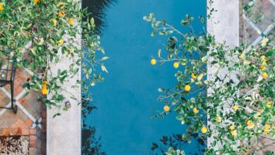 Relaxing Gardens - A tranquil pool surrounded by lush greenery and citrus trees, captured from above.