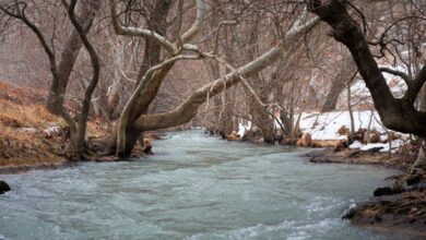 Seasonal Changes - A serene stream meanders through a snowy forest, creating a tranquil winter scene.