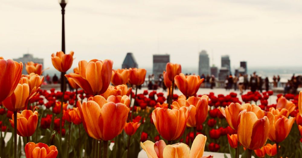 Quebec Gardens - Beautiful tulips in full bloom with Montréal skyline backdrop, capturing spring's vibrant colors.