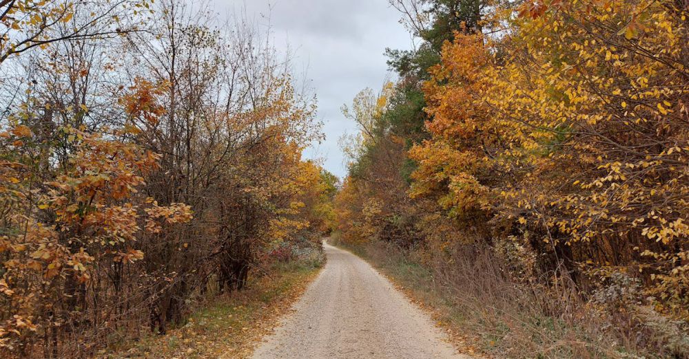 Relaxing Walks - Explore a peaceful autumn trail surrounded by colorful foliage and a quiet gravel path.