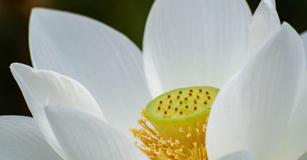 Meditation Gardens - A detailed close-up of a white lotus flower in full bloom, showcasing its delicate petals.