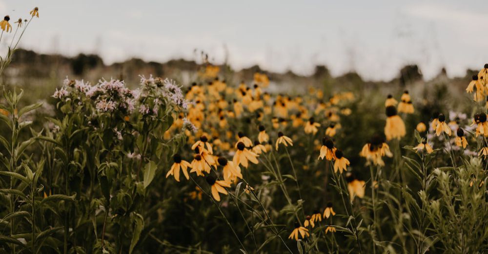 Prairie Gardens - A lush wildflower field with yellow and purple blooms under a summer sky.