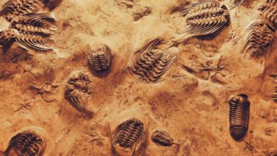 Best Time For Museums - Detailed view of trilobite fossils embedded in sedimentary rock, showcasing ancient marine life.