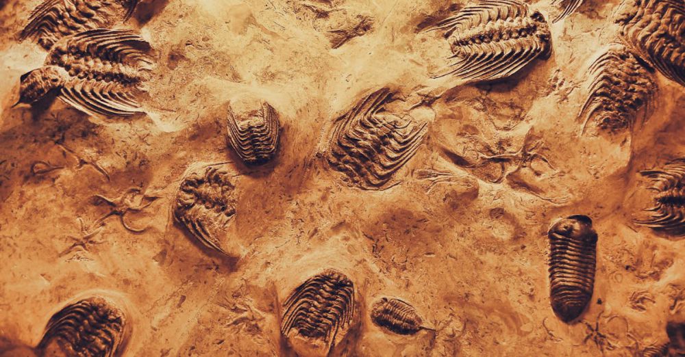 Best Time For Museums - Detailed view of trilobite fossils embedded in sedimentary rock, showcasing ancient marine life.