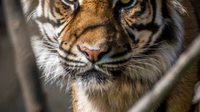 Wildlife Photography - Close-up portrait of a Bengal tiger showcasing its fierce and majestic presence.