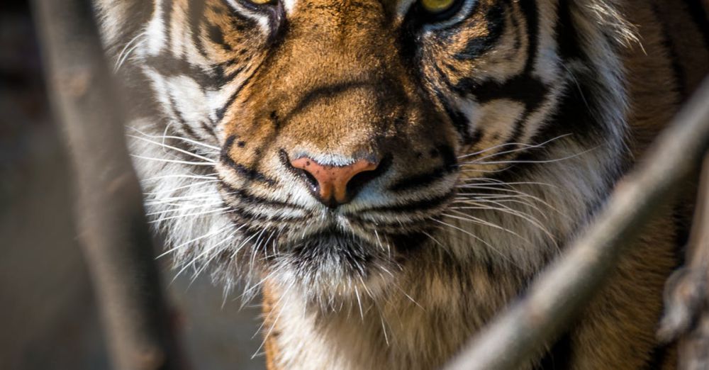 Wildlife Photography - Close-up portrait of a Bengal tiger showcasing its fierce and majestic presence.