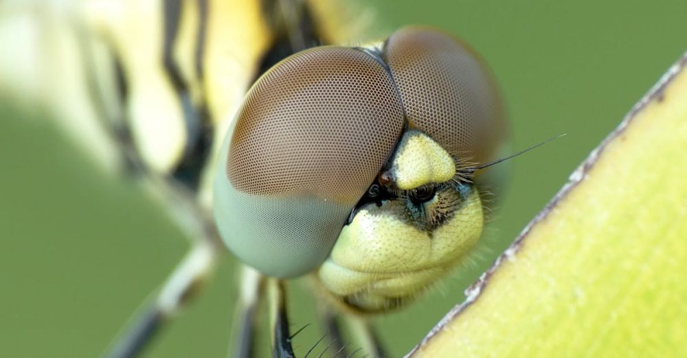 Macro Photography - Detailed macro photograph showcasing a dragonfly's eye and head on a green leaf.