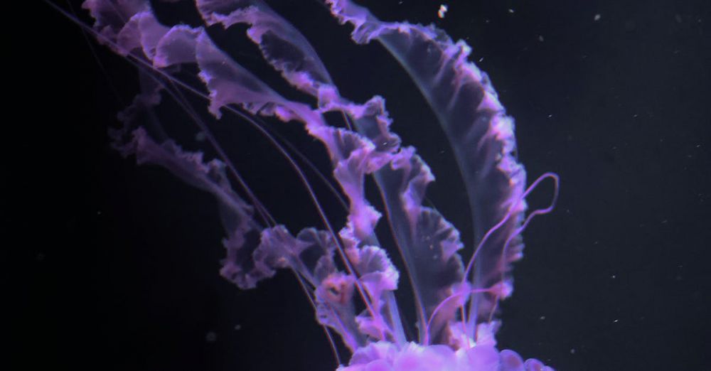 Underwater Photography - Captivating image of a vivid purple jellyfish glowing in the dark ocean depths.