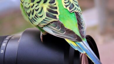 Wildlife Photography - A vibrant green-yellow parakeet perched on a camera lens, showcasing wildlife and photography elements.