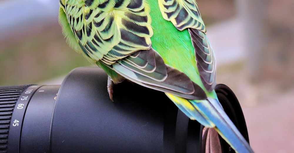 Wildlife Photography - A vibrant green-yellow parakeet perched on a camera lens, showcasing wildlife and photography elements.