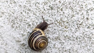 Wildlife Zip Lining - Spiral-shelled snail crawling on a textured white wall, displaying natural patterns.