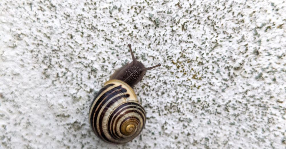 Wildlife Zip Lining - Spiral-shelled snail crawling on a textured white wall, displaying natural patterns.