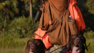 Hunting Guide - A hunter in an orange vest aims with two German Shorthaired Pointers in a grassy field.