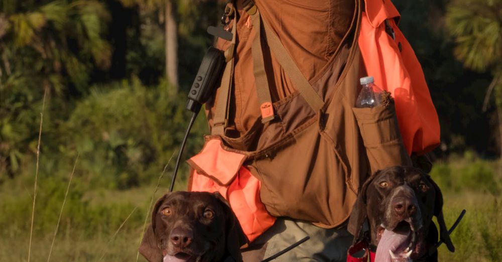 Hunting Guide - A hunter in an orange vest aims with two German Shorthaired Pointers in a grassy field.