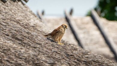 Bird Hunting - Free stock photo of haeka, matsalu